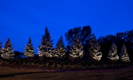 blue-spruce